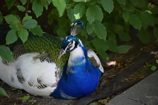 tavuskuşu, güzel fotoğraf dijital resim