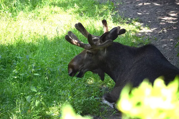 Yeşil çayırda büyük siyah bir geyik.