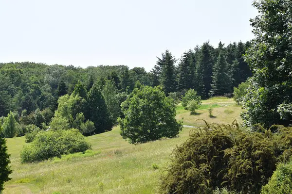 Bir sürü ağacı olan yeşil orman.