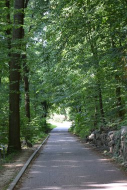 Yaz parkındaki ağaçların arasından geçen patika