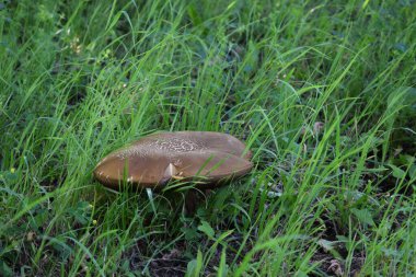 Ormanda yabani mantarlar