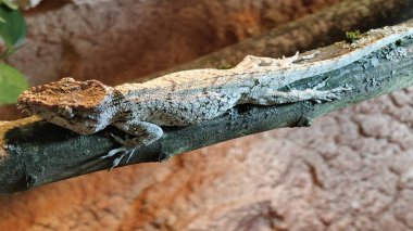Ağaç gövdesindeki kertenkelenin yakın plan fotoğrafı.