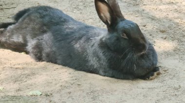 Hayvanat bahçesinde tavşan