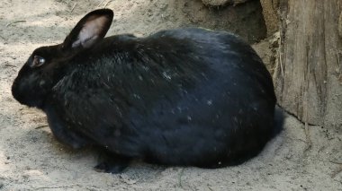 Hayvanat bahçesindeki kaplumbağa. ......