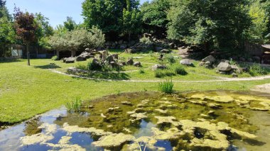Hayvanat bahçesindeki kaplumbağa. ......