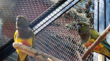 Papağan yerde yemek yiyor. Kafesteki papağan..