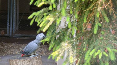 Kafesteki gri bir kuş.