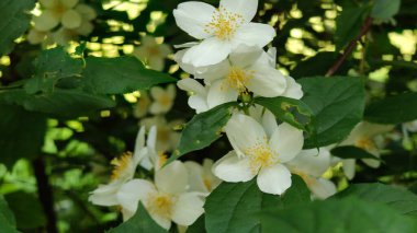 Güzel botanik fotoğrafı, doğal duvar kağıdı.