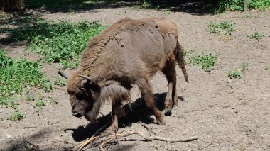 Büyük kahverengi geyik.