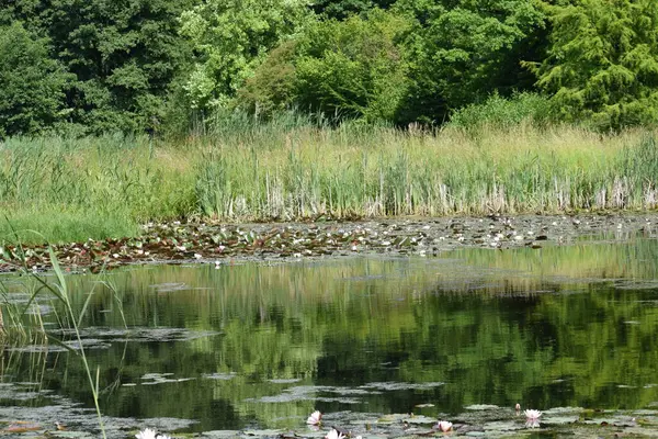 Ormandaki göl manzarası