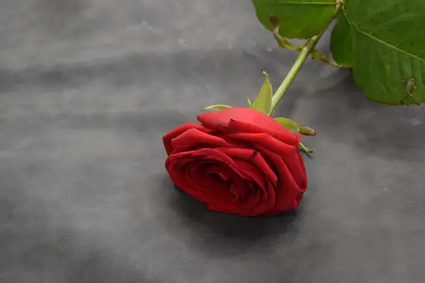 Tahta bir masada kırmızı gül çiçeği