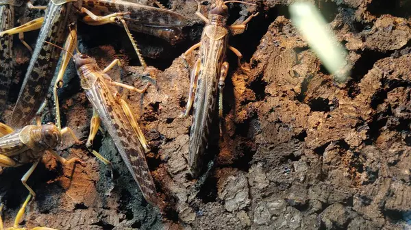 Bir böceğe yaklaş