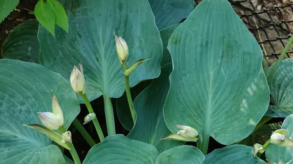 bir bitkinin yeşil yaprakları