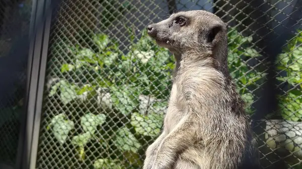 Görüntü bir mirket gösteriyor. Dik duruyor, tetikte bekliyor. Güneş ışığı gri-kahverengi kürkünün dokusunu vurgular. Arka plan kayalık.,