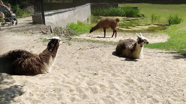 Hayvanat bahçesindeki Lamalar ....
