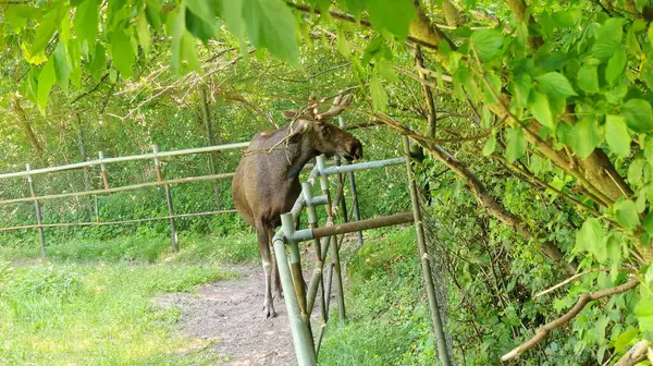 Çiftlikteki genç keçi
