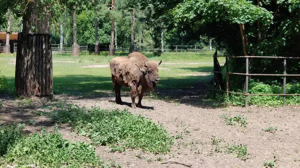 Hayvanat bahçesinde bir at
