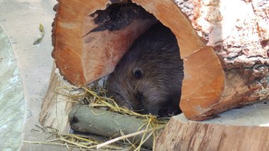 Ormandaki sevimli tavşan.