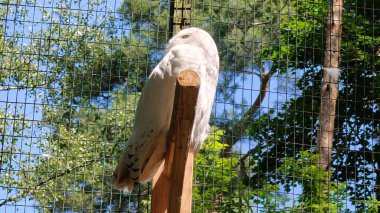 Hayvanat bahçesindeki büyük beyaz baykuş
