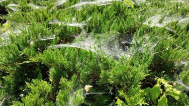 Bahçedeki örümcek