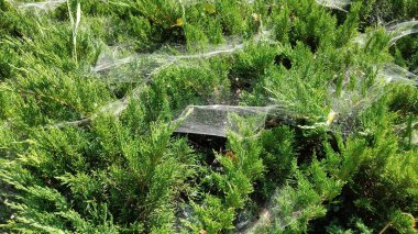 Ormandaki çimlerin üzerinde örümcek ağı