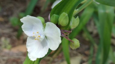Güzel botanik fotoğrafı, doğal duvar kağıdı.