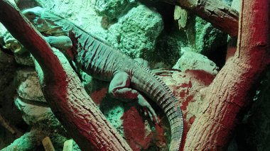 Kertenkele yerde, yaklaş.