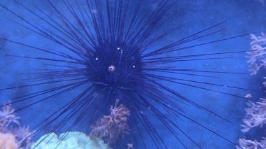 Görüntü bir deniz kestanesini gösteriyor, muhtemelen Diadema setosum ya da Diadema ailesinden bir tür. Uzun, ince ve koyu dikenleri ile ayırt edilir ve neredeyse her yöne eşit bir şekilde yayılır. 