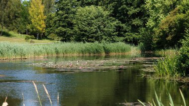 Ağacı ve göleti olan bir göl