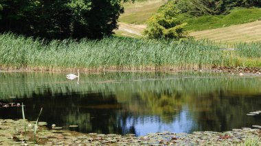 Parkta güzel bir göl manzarası