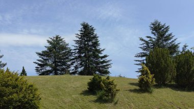 Ormanda yeşil ağaçlar