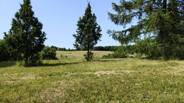 Yeşil orman ve mavi gökyüzü beyaz bulutlu, yaz günü
