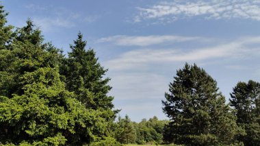 Ormanda yeşil ağaçlar