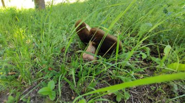 Ormandaki yeşil çimlerin yakın plan çekimi.