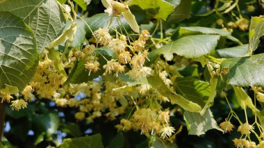 Güzel botanik fotoğrafı, doğal duvar kağıdı.