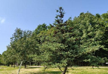 Mavi gökyüzü olan güzel yeşil çam ağaçları.
