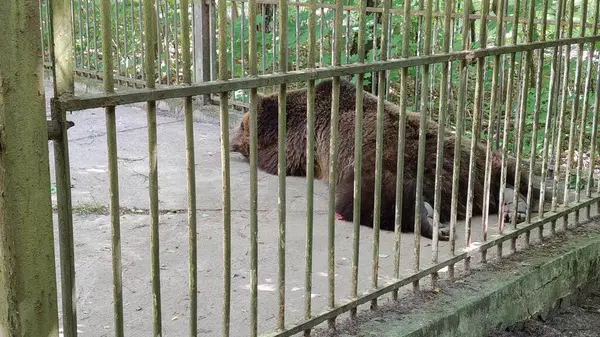 Ormandaki genç bir ayının yakın çekimi.