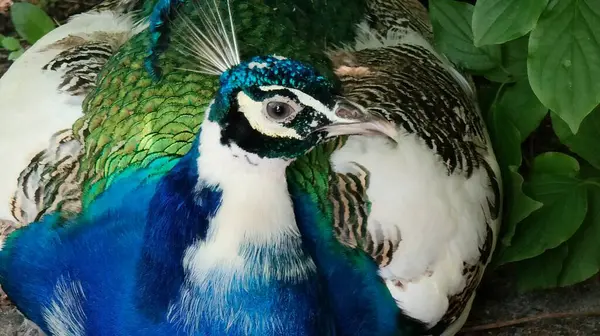 Tüyleri olan güzel bir tavus kuşunun yakın çekimi