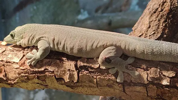 Ağaç dalındaki sevimli bir kertenkelenin yakın plan fotoğrafı.