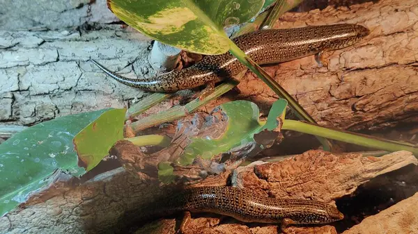 Bir kertenkeleye yaklaş.