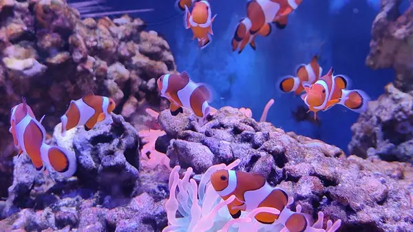 Balıklı güzel mercan kayalıkları