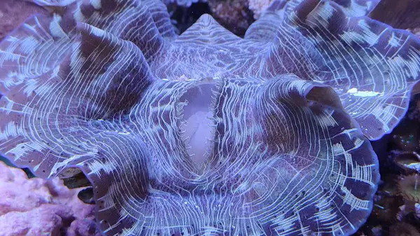 Akvaryumdaki güzel bir deniz balığına yaklaş.