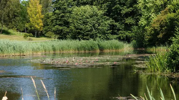 Ağacı ve göleti olan bir göl