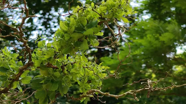 Bahçedeki yeşil yapraklar, doğa ve yapraklar.