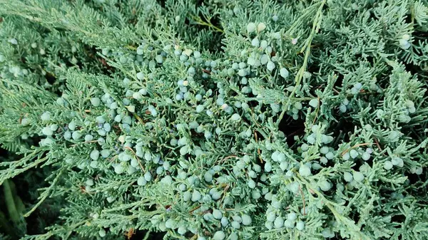 Dalın üzerinde yeşil dereotu