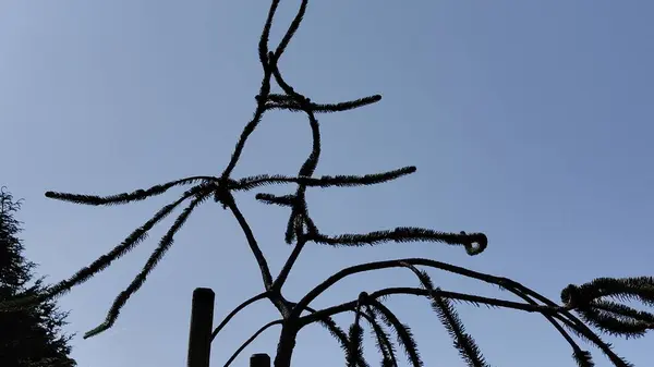 Ağaç dalları, bitki örtüsü ve doğa