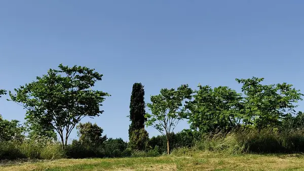 Parktaki güzel yeşil ağaçlar