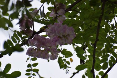 Bahçedeki güzel çiçekler