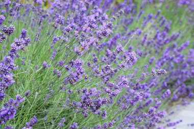 bahçede lavanta çiçeği