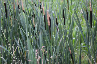 Yeşil Çimene Yaklaş